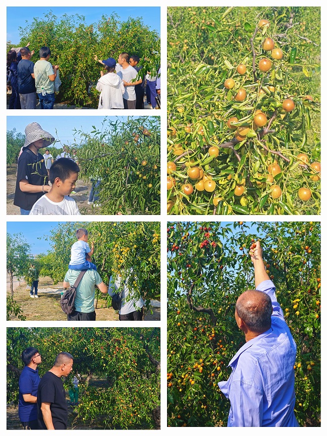 摘枣650.jpg